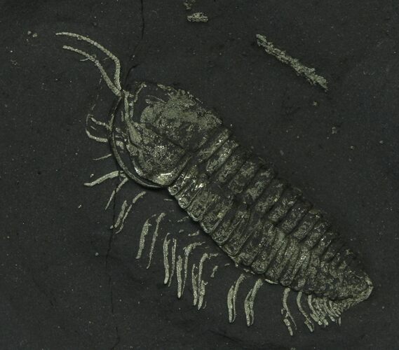 Pyritized Triarthrus Trilobite With Appendages - New York #93048